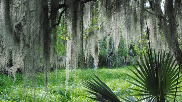 palmetto and spanish moss