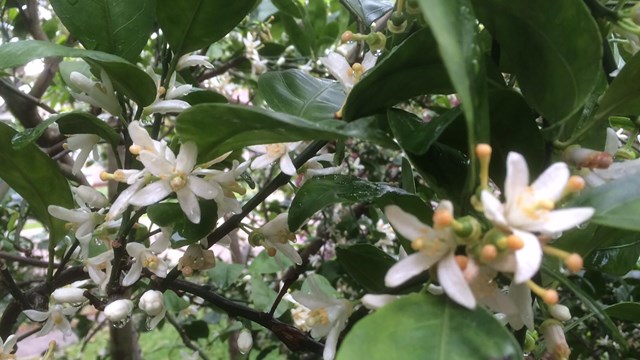 stasuma blossoms