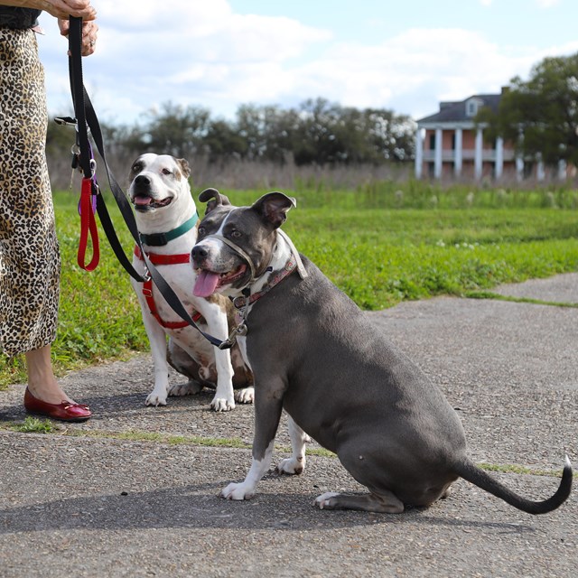 Two dogs on leashes sit near a person wearing a skirt 