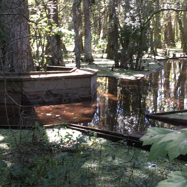 Trees with wooden benches surrounding. Flood water is halfway up the bench backs.