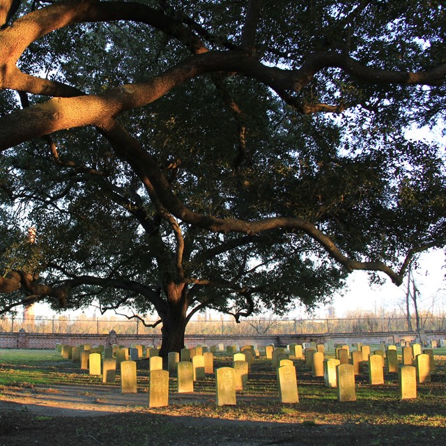 A live oak tree spreads its branches over cemetery headstones in the evening light.