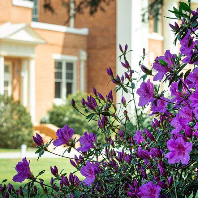 Purple flowers with Plain High School in the background.