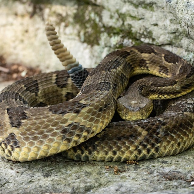 Timber Rattlesnake