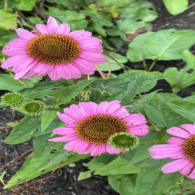 A native pink flower.