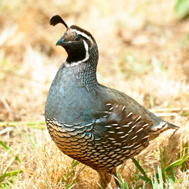 Portrait of a California quail in beige grass