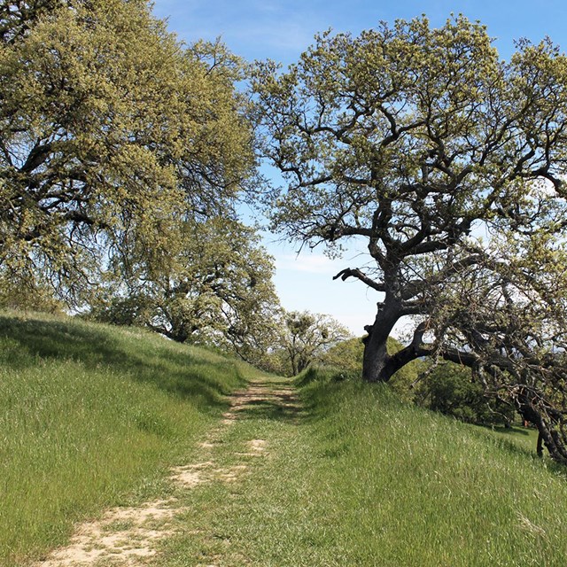 Image of trails on Mount Wanda