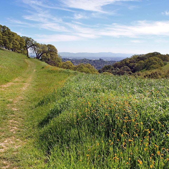 Trees and grassland at John Muir National Historic Site