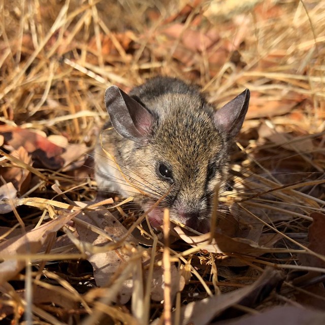 Small deer mouse nibbles on yellow grass.