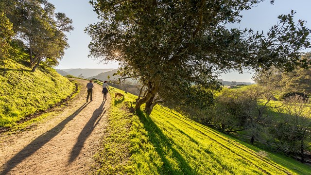 Park ranger, woman, and dog hiking by coast live oaks at sunset.