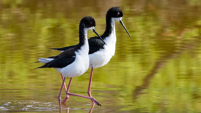 Pair of Hawaiian stilts wading through shallow water