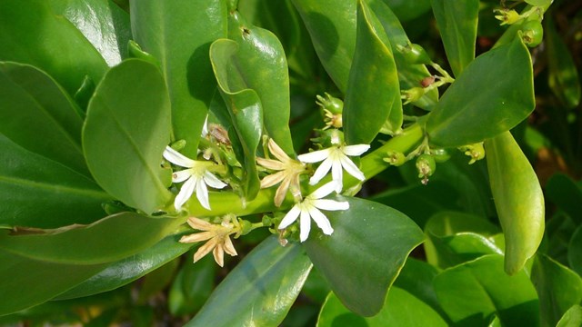 Scaevola taccada