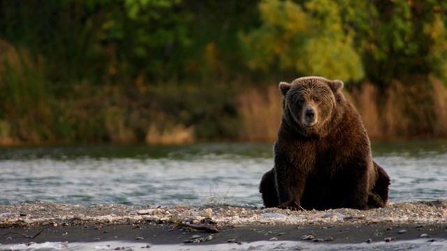 bear sitting on gravel bar near water