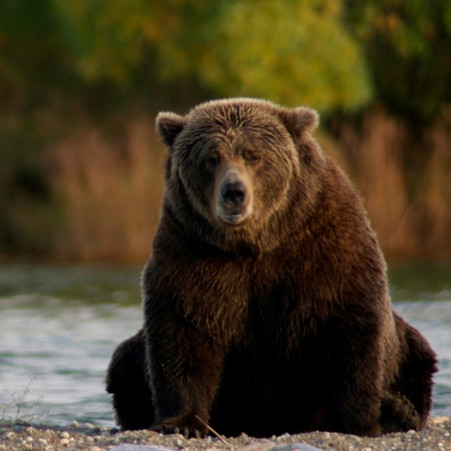 bear sitting on gravel bar near water