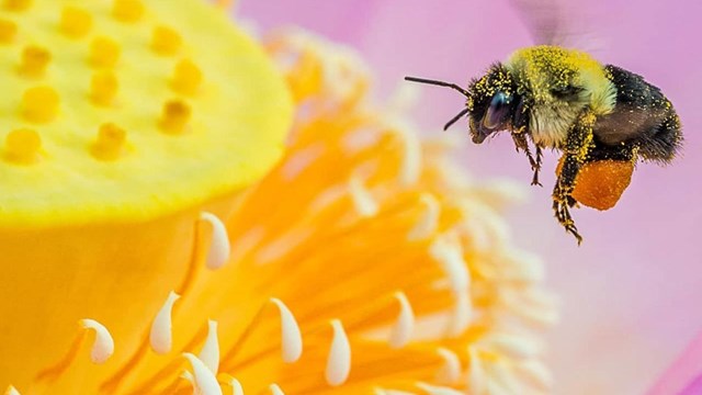 A bee covered in pollen, flying around the center of a lotus.