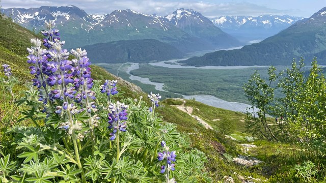 A purple lupin flower with green valley and mountains beyond