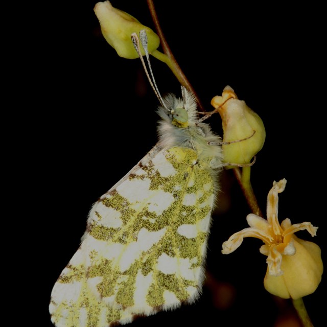 Butterfly on plant