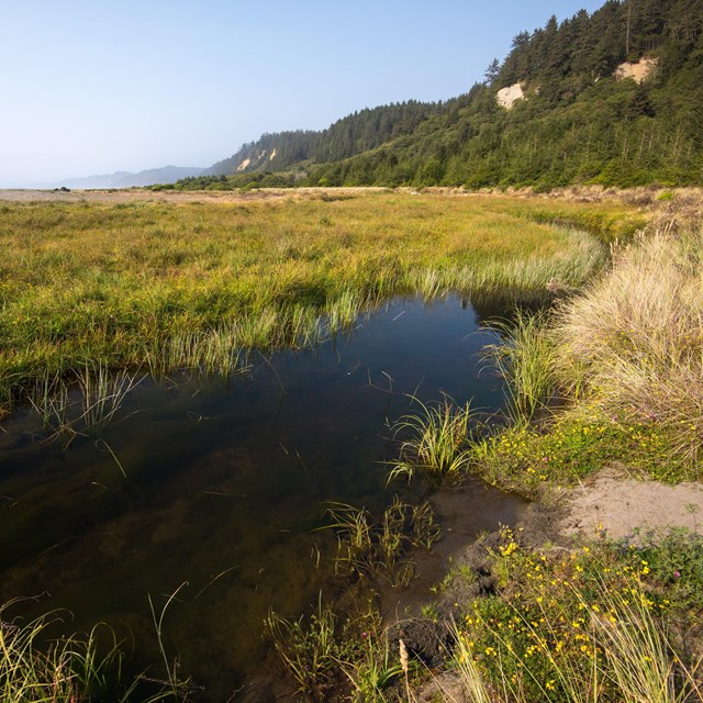 Marshy grass in foreground of coastal area