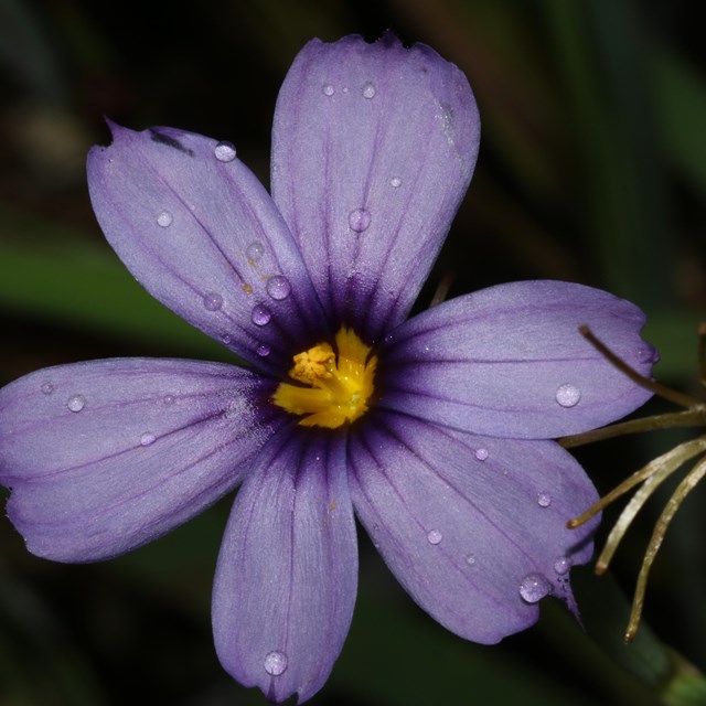 Close up view of blue eyed grass