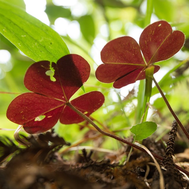 Underside of sorrel plant at Redwood National and State Parks