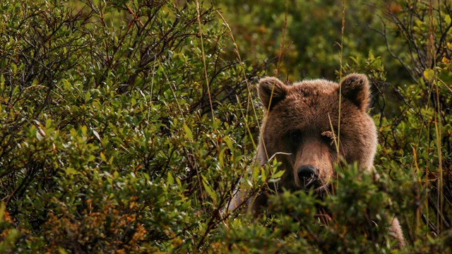 Grizzly Bear standing in grass