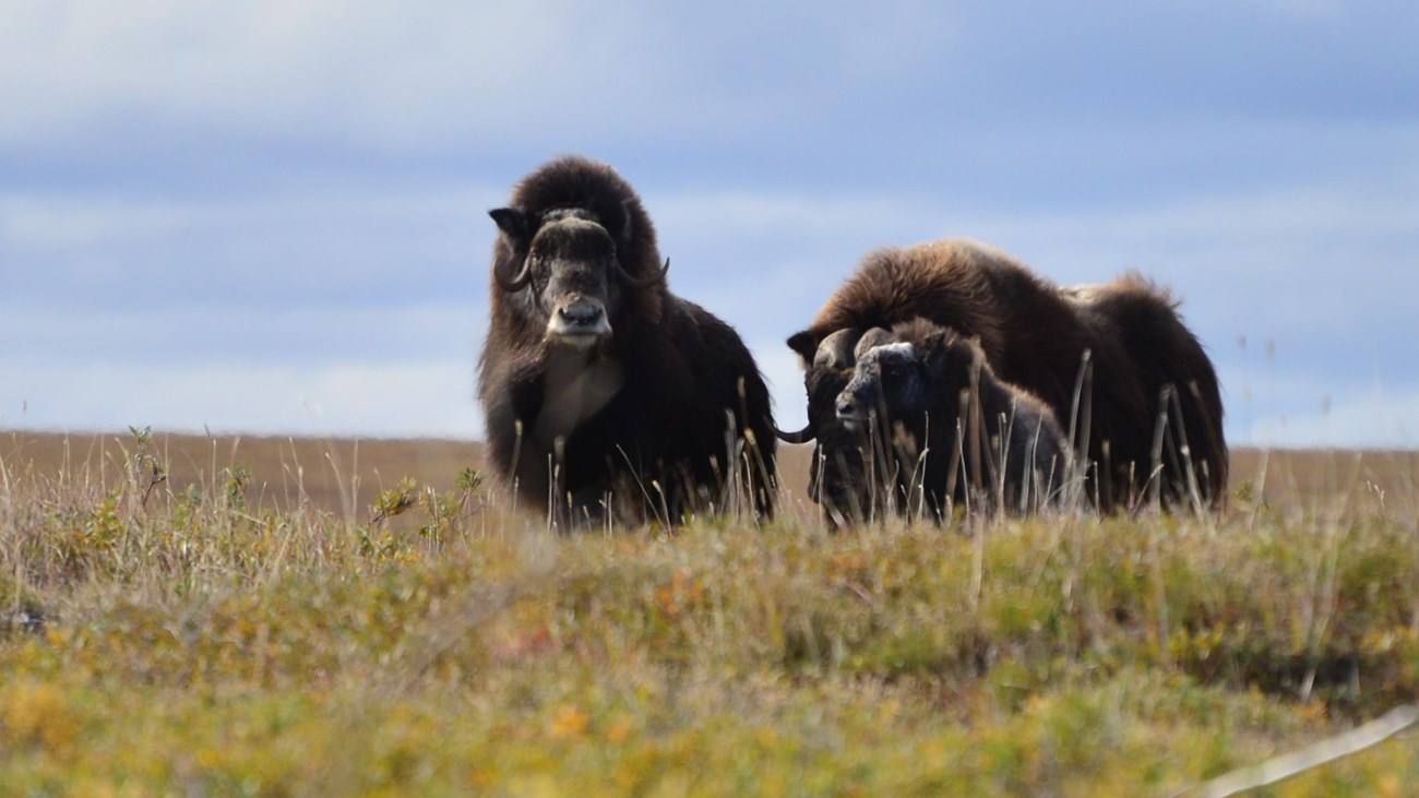 Muskox standing on tundra