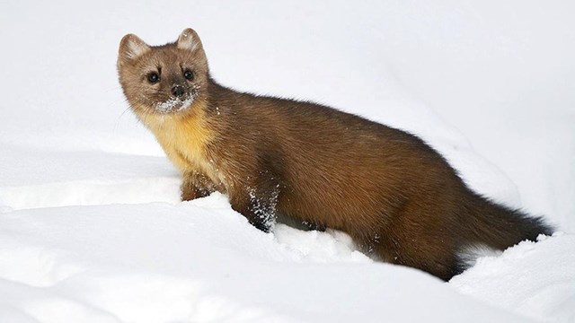 Pine marten walking in snow.