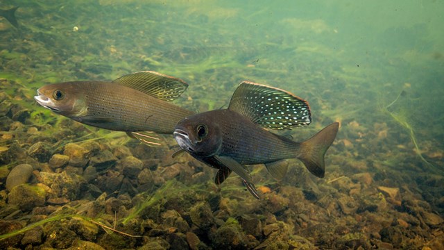 Arctis Grayling swimming