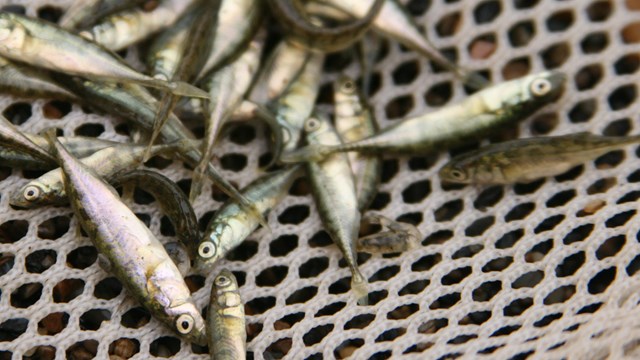 a pile of small silver fish sit atop a net