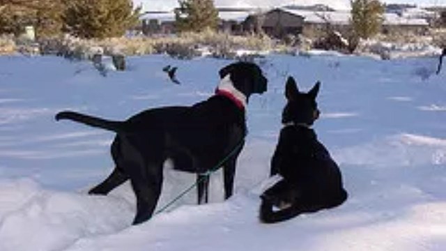 Two dogs in the snow. 