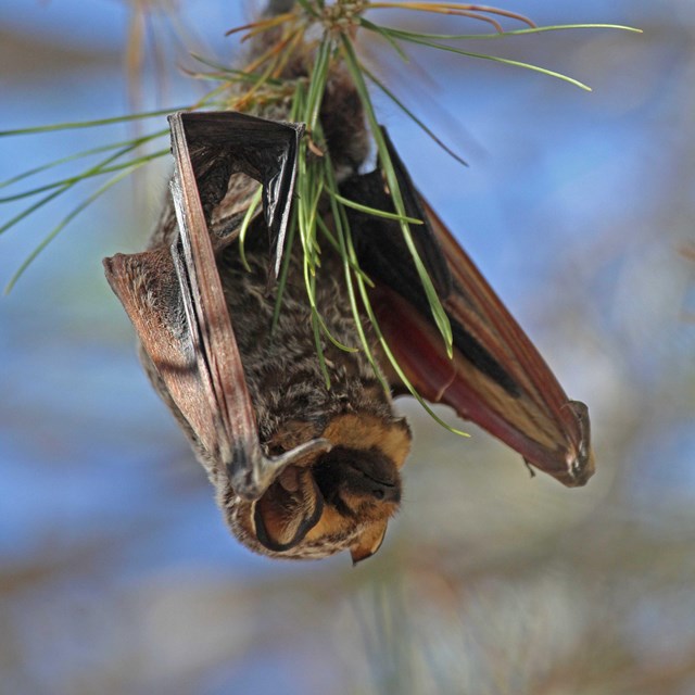 Hoary Bat