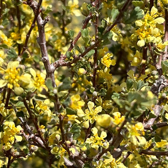 Bitterbrush