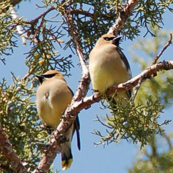 Juniper Titmouse