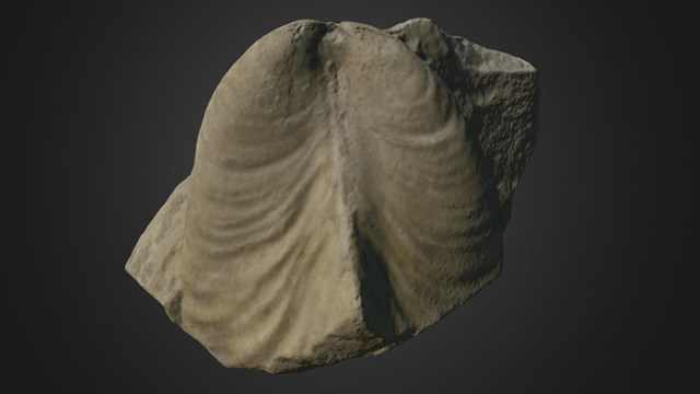 A Retroceramus porrectus fossil with a black background