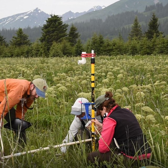 3 scientists look survey something in a meadow