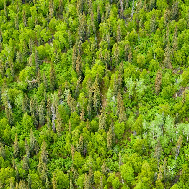 green trees from above