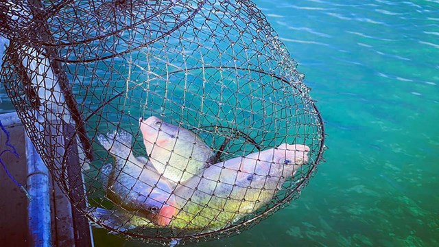 A basket of fish caught off the fishing dock at Sanford Yake.