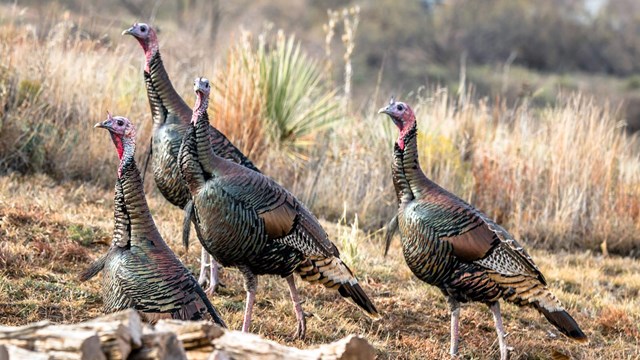 Four turkeys standing in winter grass.  Photo credit: Rod Goodwin