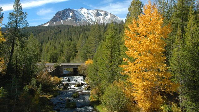 yellow cottonwood tree stands out against green pines near a creek, snowy peak in the background