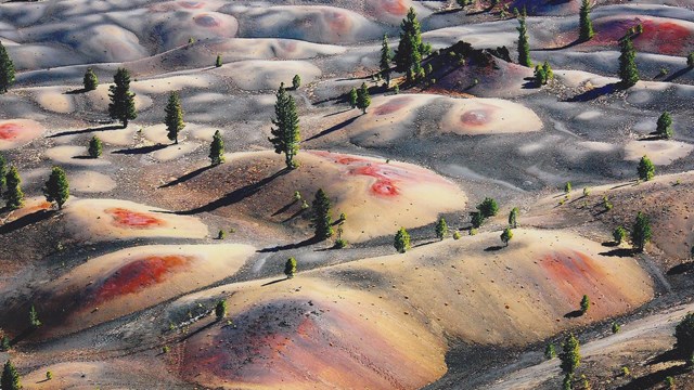 aerial view of multi-colored sand dunes dotted with lone pine trees