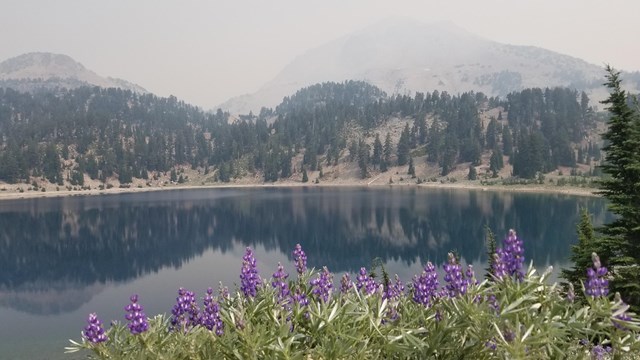 A haze hangs on a mountain peak fronted by a blue lake and a group of purple wildflowers