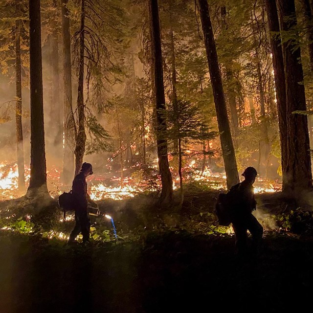 Two firefighters walk along the edge of a low-intensity forest fire. A person on the left holds a dr