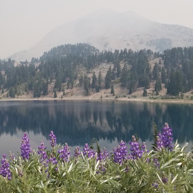 A haze hangs on a mountain peak fronted by a blue lake and a group of purple wildflowers