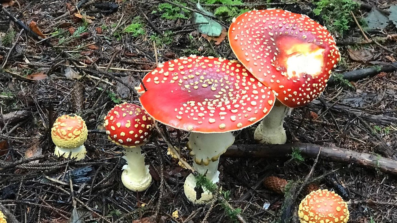 Multiple amanita mushrooms grow from a temperate rainforest substrate