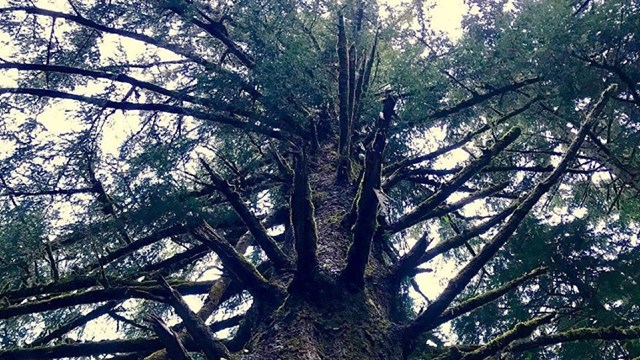 Large Spruce Tree