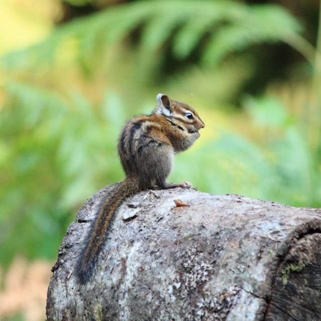 Chipmunk on log