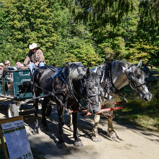 Horse drawn wagon ride