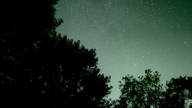 The silhouettes of trees with a sky full of stars in the background.