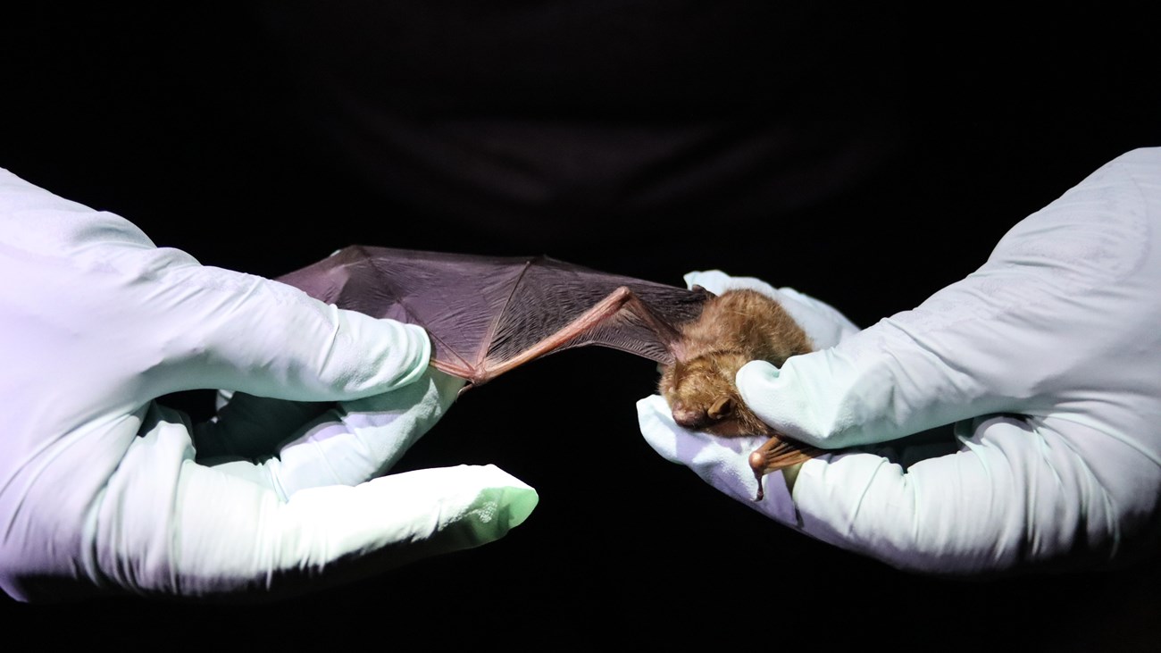 A closeup of a bat held in a person's hands which are covered in blue gloves.