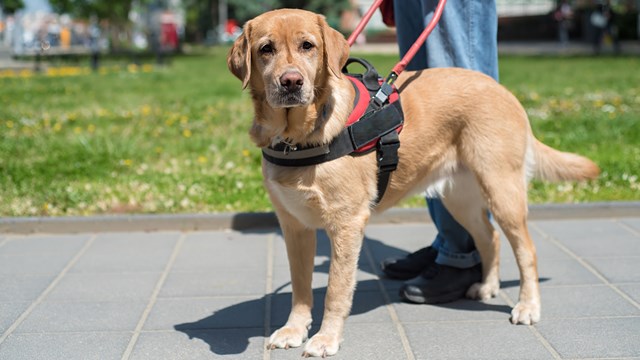 Service animal symbol