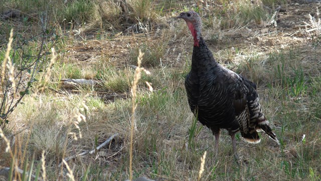 A female turkey with a red waddle, white and reddish head looks left standing in native grass.